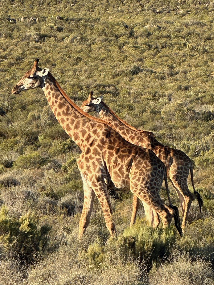 Giraffes on the reserve at golden hour