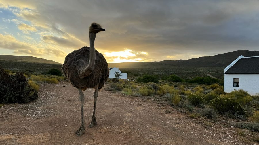 Wildlife on the reserve
