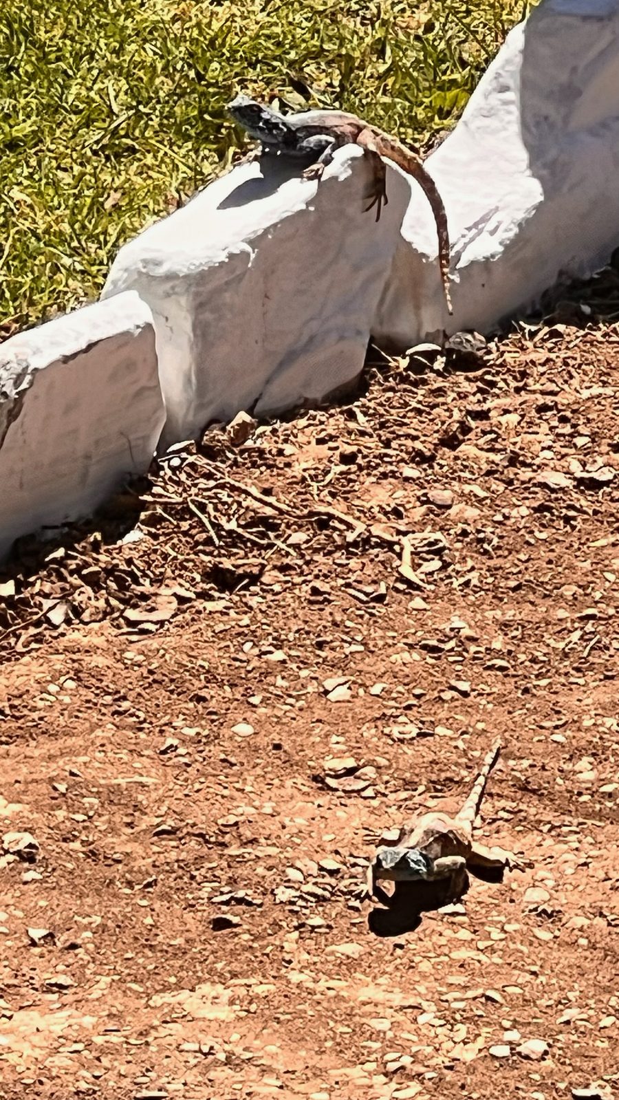 Game drive on the reserve